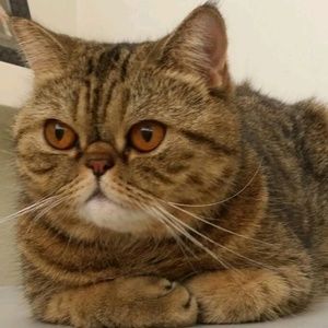 Meet your Posher, Caitlyn